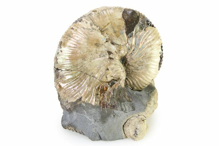 Iridescent Ammonite (Hoploscaphites) Fossil - Montana #316587